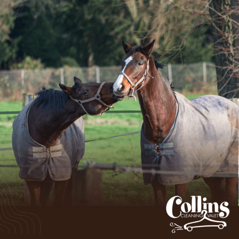 horse blanket horse-blanket